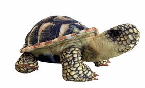 Desert Tortoise 13"
