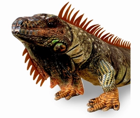 Iguana 42"